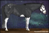 Horse Color:Black Splash 