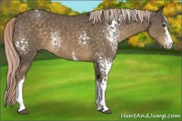 Horse Color:White Spotted Chocolate Palomino