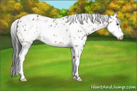 Horse Color:Bay Splash Frame Appaloosa