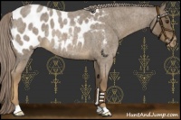 Horse Color:Chocolate Palomino Roan Blanket Rabicano 