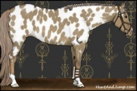 Horse Color:Chocolate Palomino Dun Appaloosa 