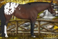 Horse Color:Brown Appaloosa 