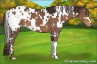 Horse Color:White Spotted Liver Chestnut Appaloosa 