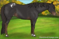 Horse Color:Liver Chestnut Appaloosa 