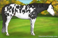 Horse Color:Liver Chestnut Sabino Splash Appaloosa 