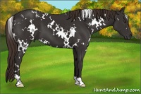 Horse Color:White Spotted Liver Chestnut 
