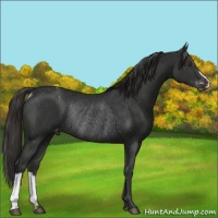 Horse Color:Liver Chestnut Varnish Rabicano 