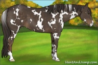 Horse Color:White Spotted Liver Chestnut