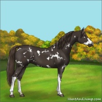 Horse Color:White Spotted Liver Chestnut 
