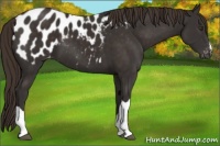 Horse Color:Liver Chestnut Appaloosa 