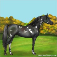 Horse Color:White Spotted Liver Chestnut 
