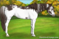 Horse Color:White Spotted Liver Chestnut Frame 