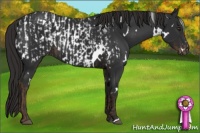 Horse Color:White Spotted Liver Chestnut Appaloosa and White Spotted Liver Chestnut