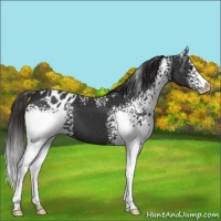 Horse Color:White Spotted Liver Chestnut Appaloosa 