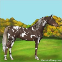 Horse Color:White Spotted Liver Chestnut Appaloosa 