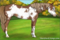 Horse Color:Chestnut Sabino Frame Appaloosa 