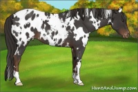 Horse Color:White Spotted Liver Red Roan Appaloosa 