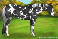 Horse Color:White Spotted Liver Chestnut Sabino 