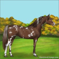 Horse Color:White Spotted Liver Chestnut Sabino Varnish 