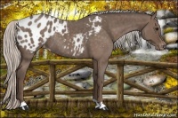 Horse Color:Silver Blue Roan Appaloosa Rabicano 