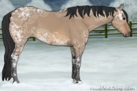 Horse Color:Bay Ice Dun 