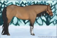 Horse Color:Bay Dun