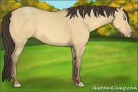 Horse Color:Amber Cream Champagne Dun