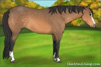 Horse Color:Buckskin Sabino