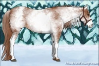Horse Color:White Spotted Chestnut 