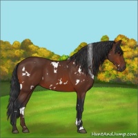Horse Color:White Spotted Bay 