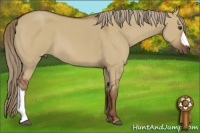 Horse Color:Red Dun