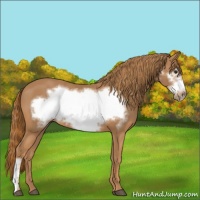 Horse Color:Chestnut Frame