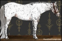 Horse Color:Brown Roan Appaloosa  and Blue Roan Appaloosa 