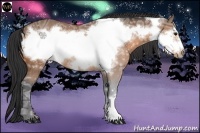 Horse Color:Buckskin Ice Frame 