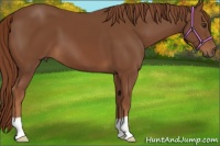 Horse Color:Chestnut 