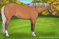 Horse Color:Silver Bay 