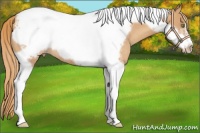 Horse Color:Gold Champagne Tobiano Frame Rabicano