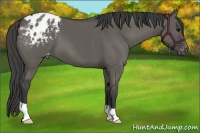 Horse Color:Grullo Varnish 