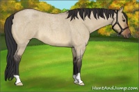 Horse Color:Bay Roan Dun 