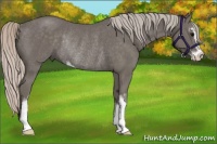 Horse Color:Silver Black Sabino Rabicano 