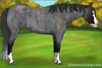 Horse Color:Midnight Grullo Roan Splash Rabicano