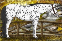 Horse Color:Black Near Leopard 