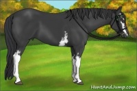 Horse Color:White Spotted Black 
