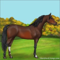 Horse Color:Bay 