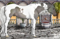 Horse Color:Liver Red Dun Mushroom Tobiano 