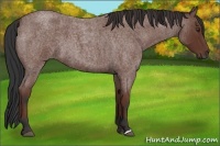 Horse Color:Bay Roan 