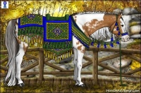 Horse Color:Bay Splash Tobiano Appaloosa 