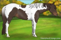 Horse Color:Liver Chestnut Tobiano