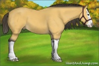 Horse Color:Buckskin Splash 