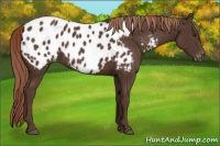 Horse Color:Liver Chestnut Appaloosa 